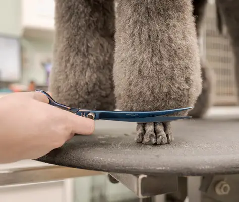 dog legs being groomed dog legs being groomed