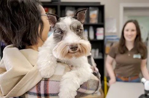 dog owner holding their dog with woman in the background dog owner holding their dog with woman in the background