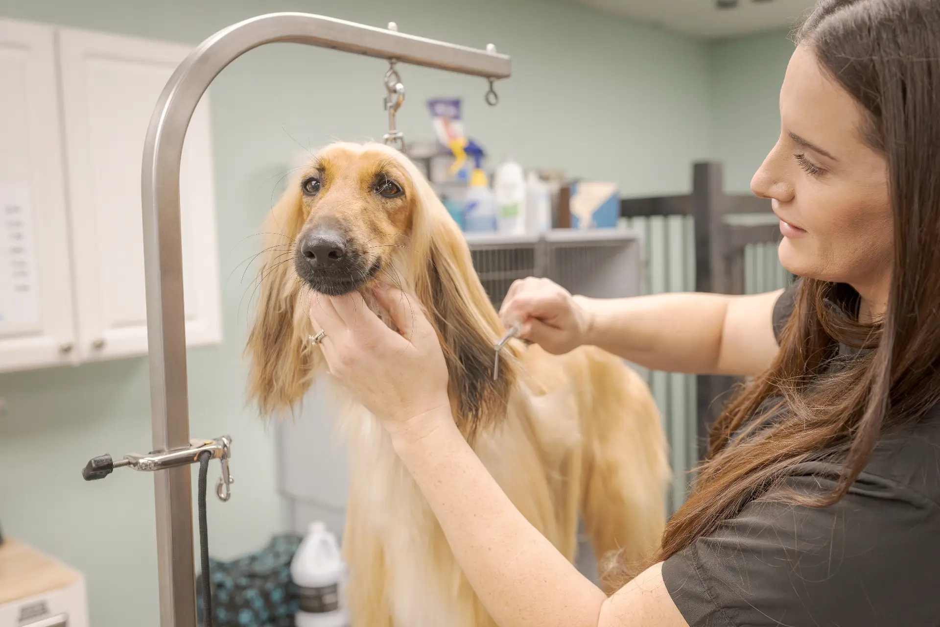 woman grooming long hair dog woman grooming long hair dog