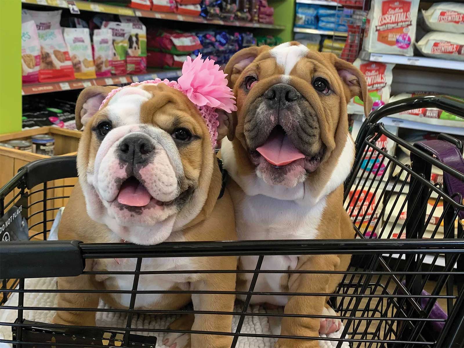 Two bulldogs sitting in a DOGPerfect shopping cart, one wearing a pink flower