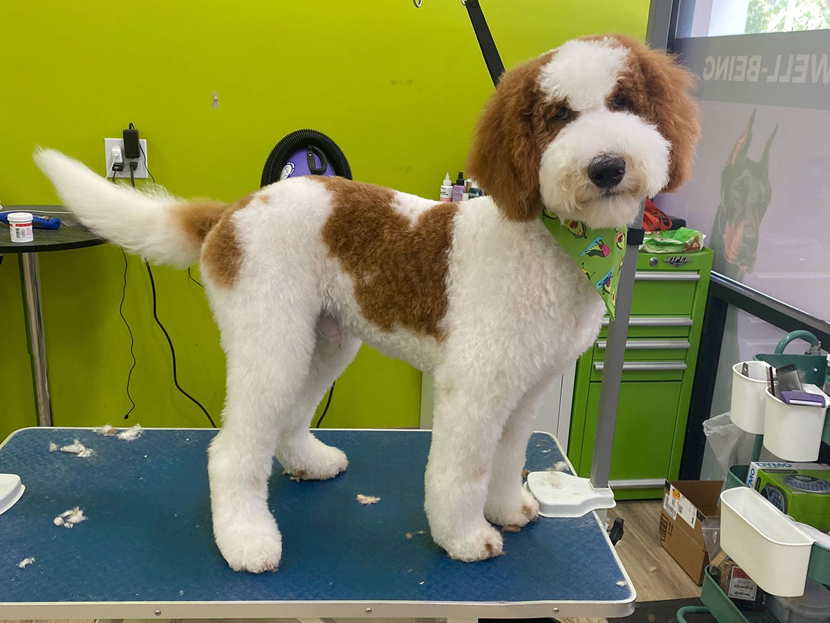 A DOGPerfect groomer caring for a dog