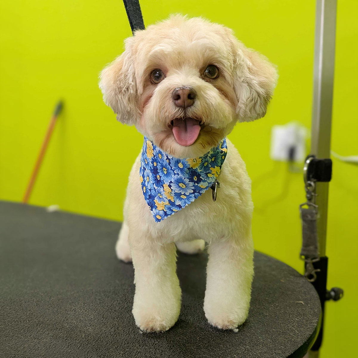 Dogs greeting one another at DOGPerfect