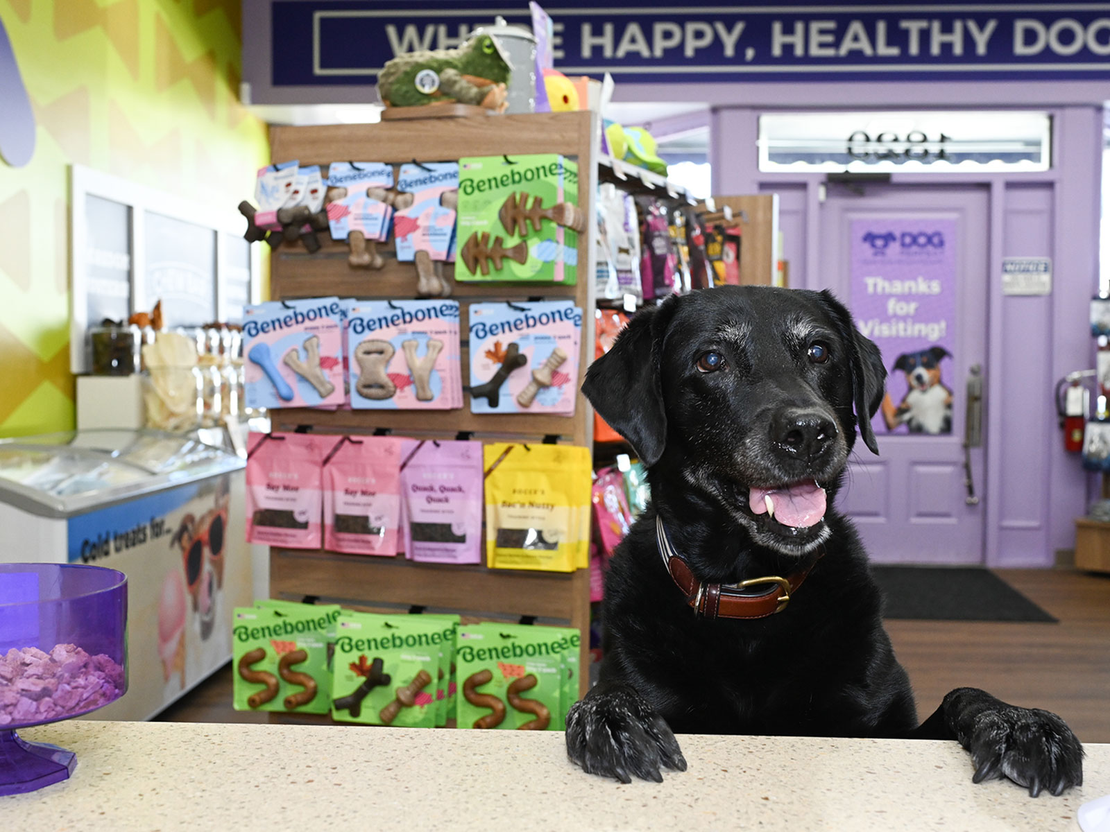 A pet parent shopping with their dog at DOGPerfect