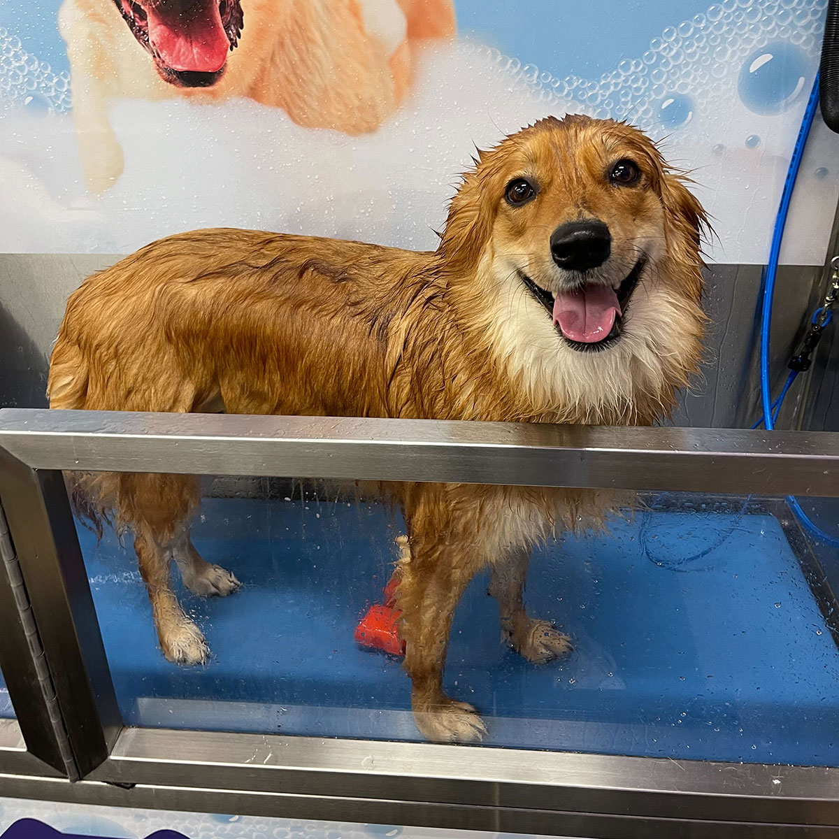 A dog being bathed at a DOGPerfect self-wash station