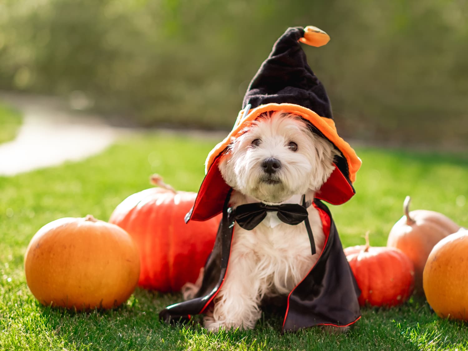 Dog dressed for Halloween for the Puppy Costume Party