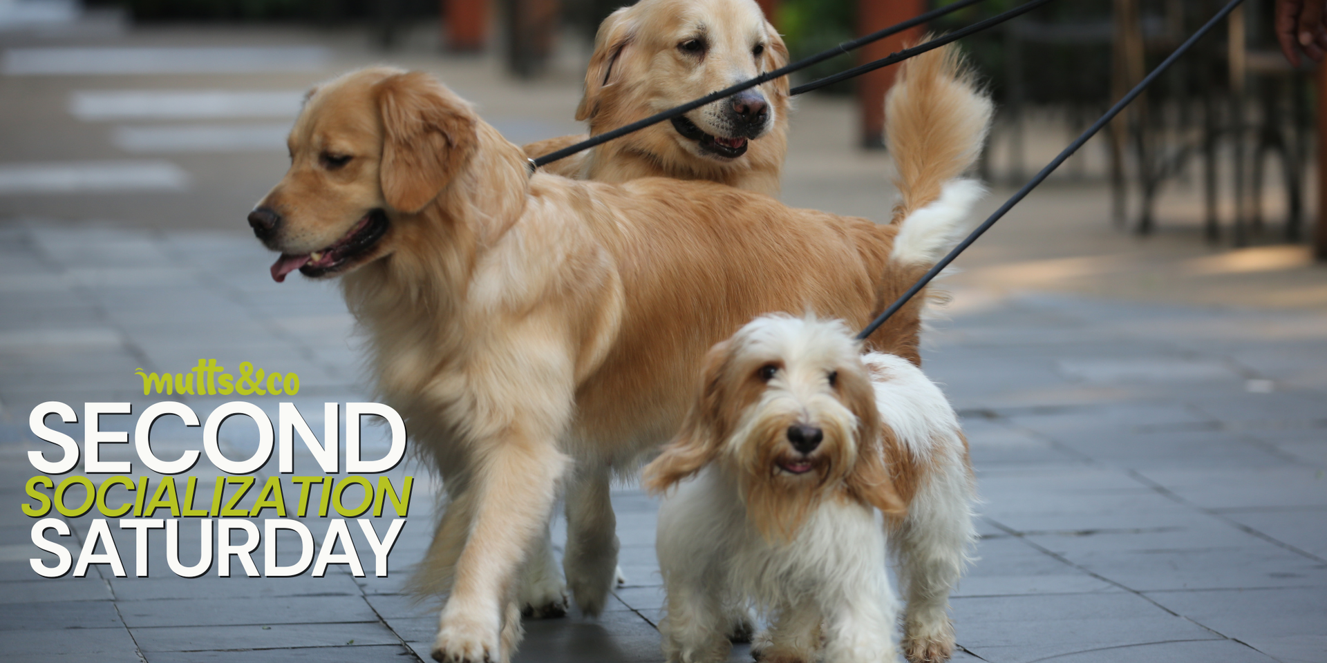 Second Saturday Socialization at Mutts & Co. Dublin