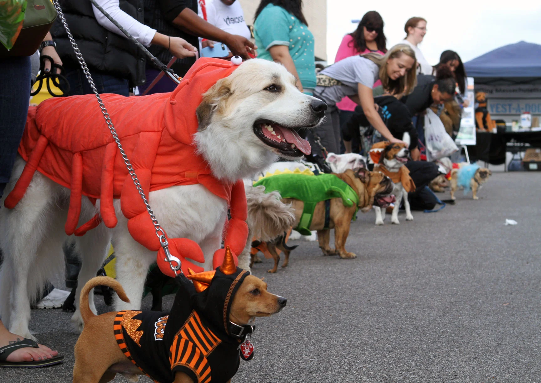 Pet Halloween costume contest